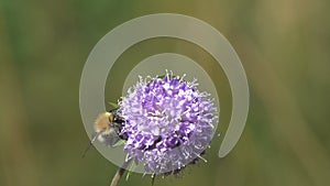 Bumblebee collects nectar on the Devil`s-bit Succisa pratensis Flower. Purple wildflower lit by the bright summer sun