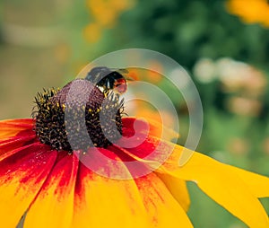 Bumblebee collects nectar on an Echinacea flower