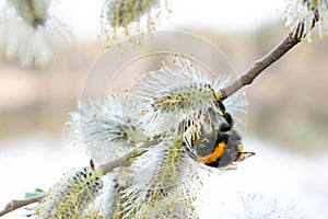 Bumblebee collects nectar from flowers