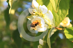 Bumblebee collects nectar from flowers.