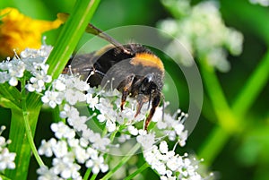 Bumblebee collects nectar on the flowers of sniti ordinary