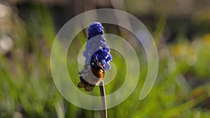 Bumblebee collects nectar from Muscari flower.