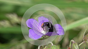 Bumblebee collects nectar and pollen on a delicate purple Geranium Flower. Flower of Meadow Crane`s-bill or Meadow Geranium