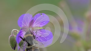 Bumblebee collects nectar and pollen on a delicate purple Geranium Flower. Flower of Meadow Crane`s-bill or Meadow Geranium