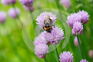 Bumblebee collects nectar and pollen from flowers to the meadow