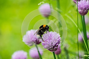 Bumblebee collects nectar and pollen from flowers to the meadow