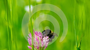 Bumblebee collects nectar and pollen from flowers to the meadow