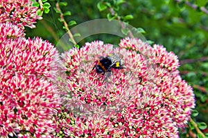A bumblebee collects nectar on a purple sedum in a summer park