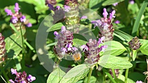 Bumblebee collects nectar on a self-heal flower