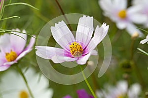 Bumblebee collects nectar on a white cosmos flower. He is followed by a small spider. Macro shot of a bumblebee