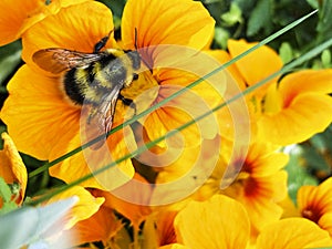 The bumblebee collects nectar on a yellow flower macro