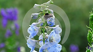 A bumblebee collects pollen from a blue flower.