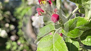 A bumblebee collects pollen from a flowering apple tree. Spring pollination by insects