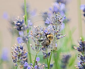 Bumblebee collects pollen from flowers