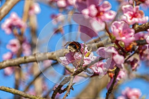 The bumblebee collects pollen in a peach orchard. Bombus terrestris.