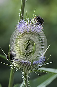 Bumblebee on a common teasel