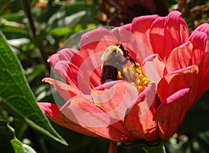 Bee and Flower