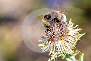 Bumblebee covered with polen