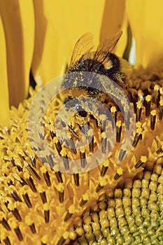 Bumblebee covered in pollen on a sunflower photo