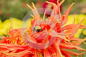 Bumblebee crawling over Orange Dahlia