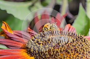 Bumblebee crawls on a large red flower