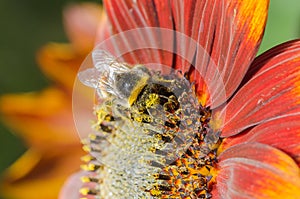 Bumblebee crawls on a large red flower