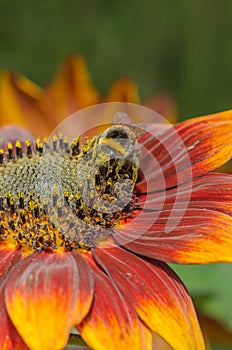 Bumblebee crawls on a large red flower