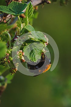 Bumblebee on currant leaves