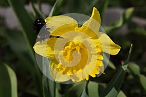 Bumblebee on a daffodil.