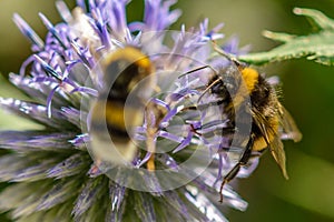 Bumblebee on dahlia flower background