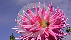 Bumblebee on dahlia flower close up