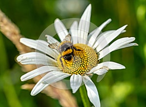 bumblebee on daisy macro shot