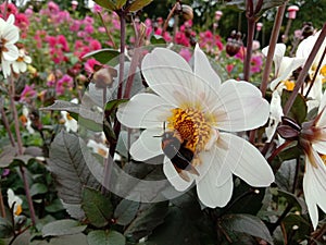 Bumblebee Dalia Daisy flower spring fresh flourishing green