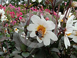 Bumblebee Dalia Daisy flower spring fresh flourishing green
