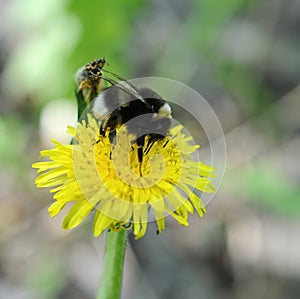 Bumblebee on dandelion