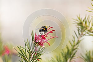 Bumblebee in a dandelion, beautiful unique yellow insect on top of a flower.