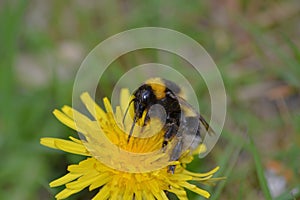 Bumblebee on dandelion