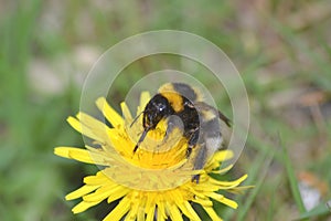 Bumblebee on dandelion