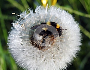 Bumblebee on dandelion fluff , Lithuania