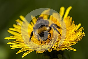 Bumblebee on dandelion