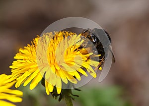 Bumblebee on dandelion portrait