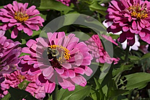 Bumblebee in Deep Pink Zinnia