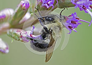 Bumblebee on a Dense Blazing Star flower