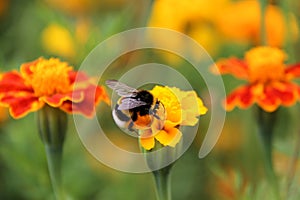 Bumblebee drink nectar on tagetes flower