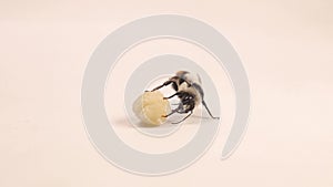 Bumblebee drinking honey. proboscis bees, insect mouth, tongue. Insect isolated