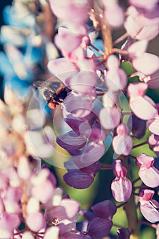 The bumblebee drinks nectar from a lupine flowers