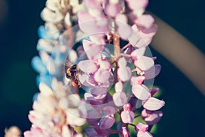 The bumblebee drinks nectar from a lupine flowers