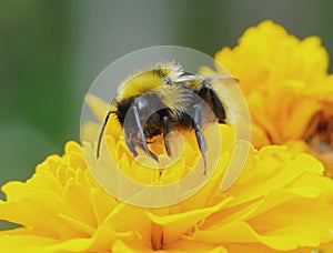 Bumblebee or drunk from nectar, maybe tired in the
