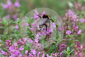 Bumblebee dusts purple flowers in spring