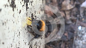 Bumblebee eating honey